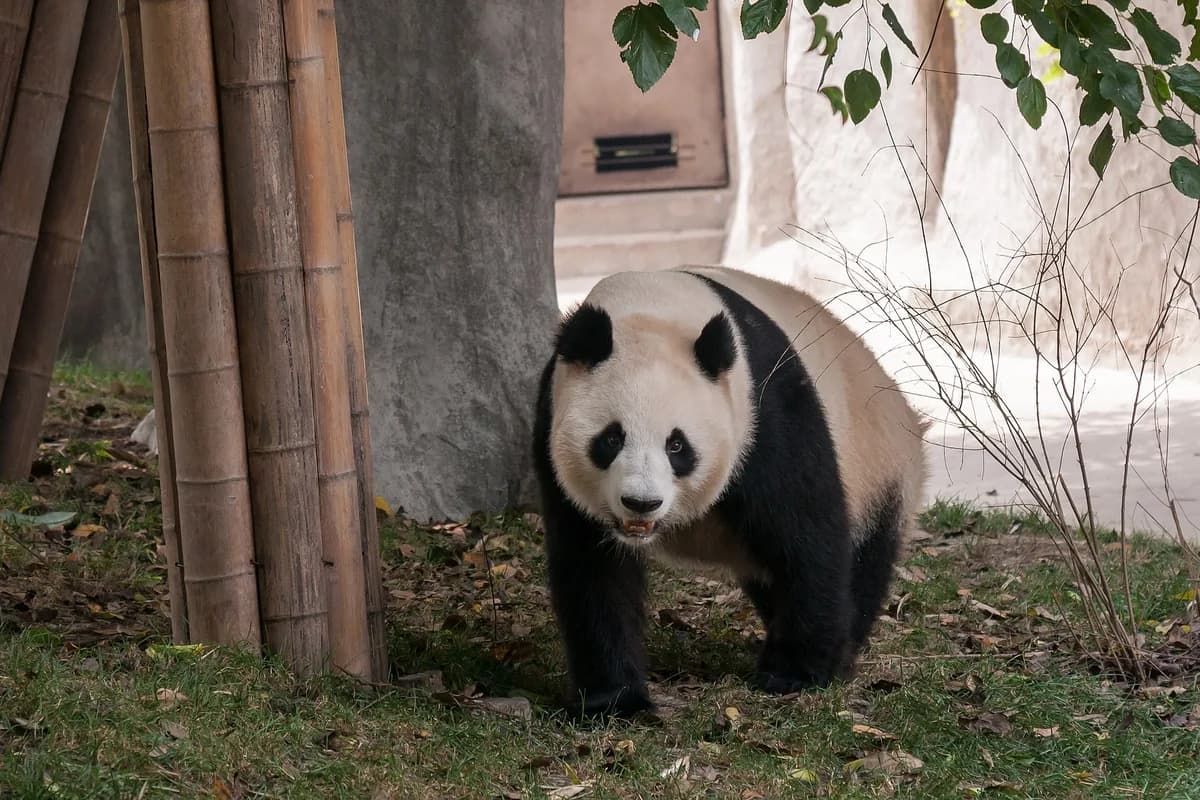 Giant panda in Chengdu